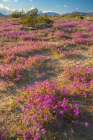 USA, California, Anza Borrego Desert State Park. Blooming verbena flowers. Art Print